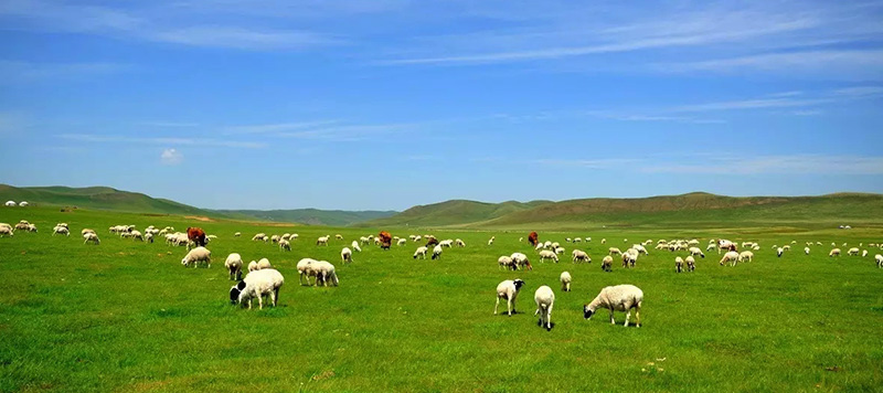 内モンゴルシラムレン草原