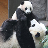 ��ˍa�E�����E���s�p���_5���Ԋό��c�A�[