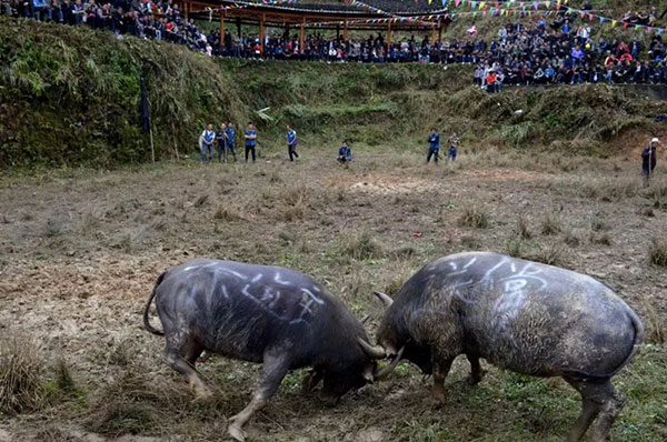 貴州　苗年祭り