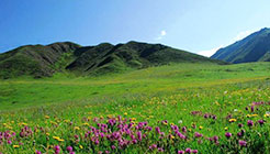 ���B���s�̌��R�~