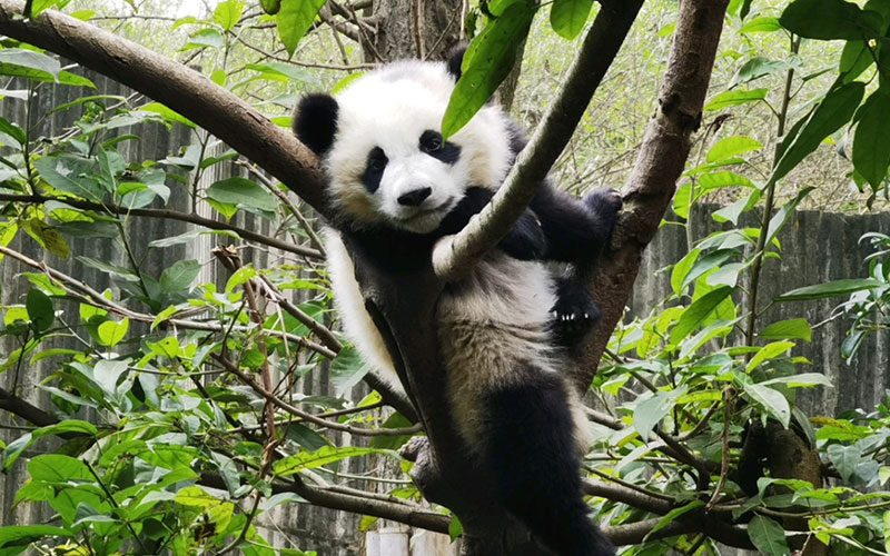 成都パンダ・楽山大仏・都江堰3日間観光ツアー 成都パンダ・楽山大仏・都江堰3日間観光ツアー