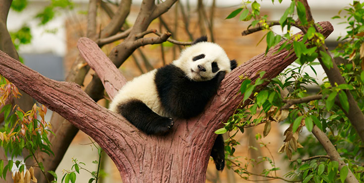 「シャンシャンに再会」成都・楽山大仏・雅安パンダ基地3日間観光ツアー