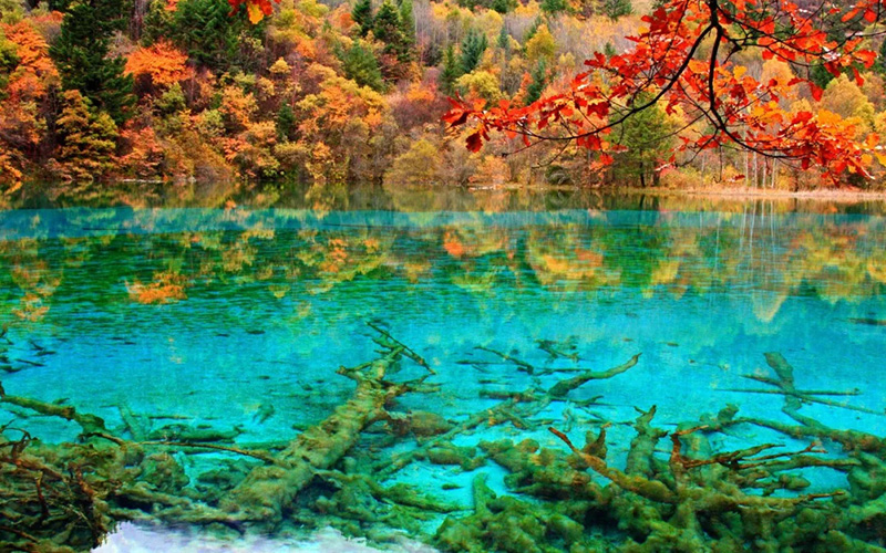 成都パンダ・九寨溝・黄龍・楽山大仏５日間観光ツアー