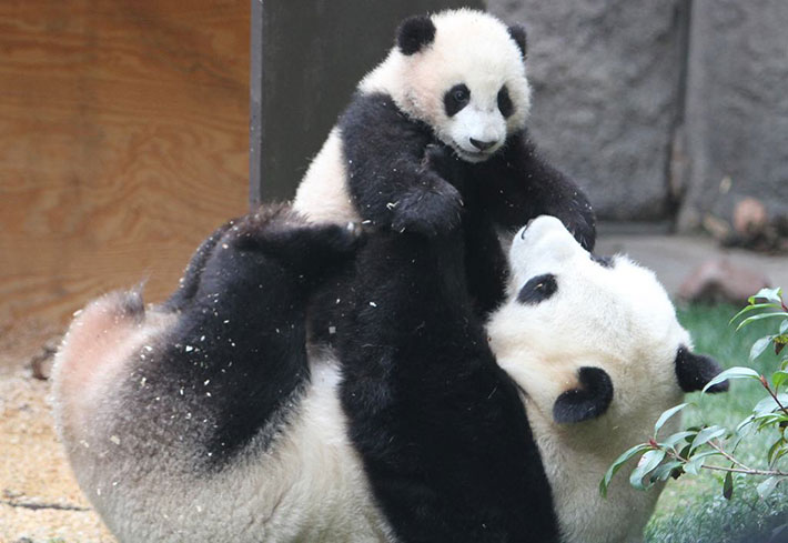 �l�����p���_�ی�Z���^�[