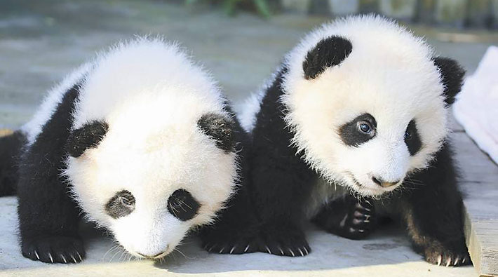 �l�����p���_�ی�Z���^�[