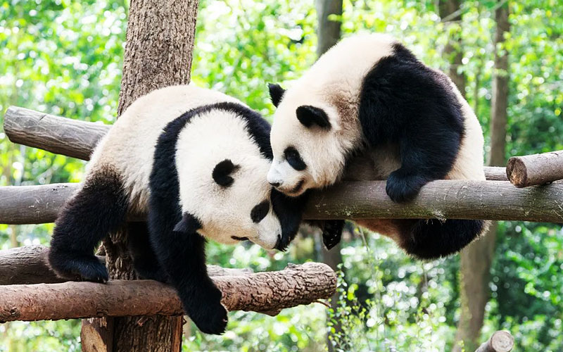 成都観光現地ツアー 成都観光現地ツアー