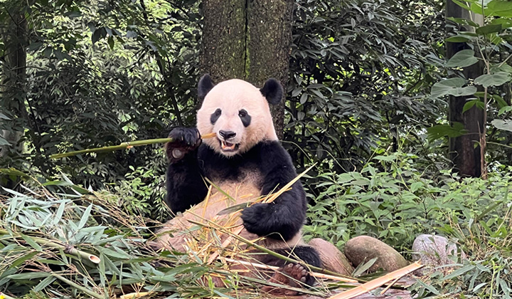 雅安碧峰峡パンダ保護センター