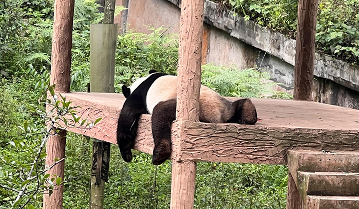 雅安碧峰峡パンダ保護センター