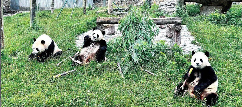 成都パンダ基地 成都パンダ基地