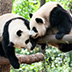 成都パンダ基地