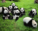 成都パンダ基地
