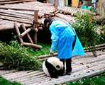 成都発 臥龍パンダ飼育体験