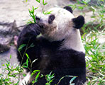 パンダ　シャンシャンに再会