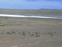 �`�x�b�g�J���V�J