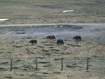 ���S�� ���N