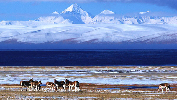 �}�i�T�����[���΁i�}�o���E�����c�H�@���贍��j