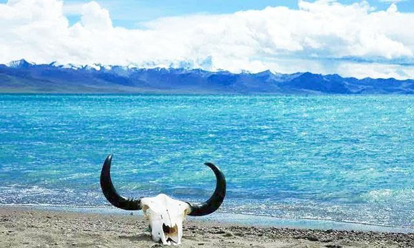 �i���c�F�� �i�[�؍��j