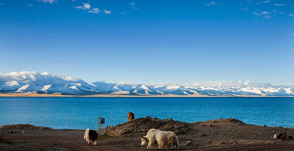 �i���c�F�� �i�[�؍��j