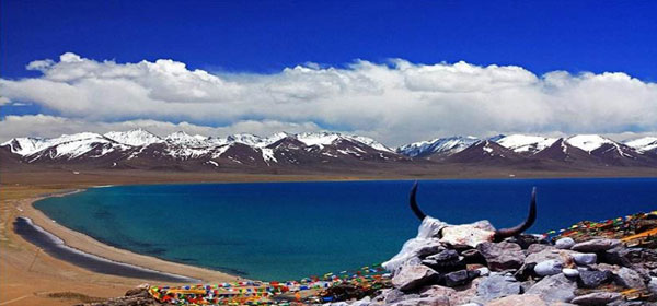 �`�x�b�g���n�c�A�[