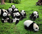 成都パンダ基地 成都パンダ基地