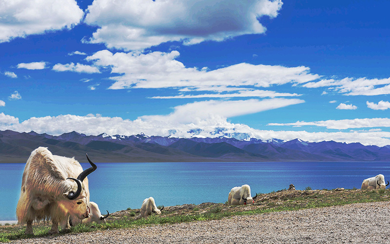 �������@�`�x�b�g�c�A�[