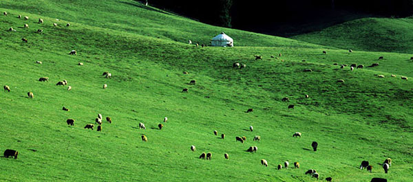 �V���E�����`�@��R�q��