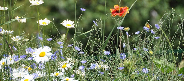 �V���E�����`�@��R�q��