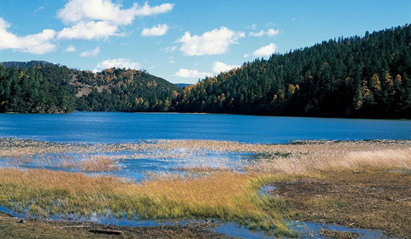 �V�����O���� �ɓ��C