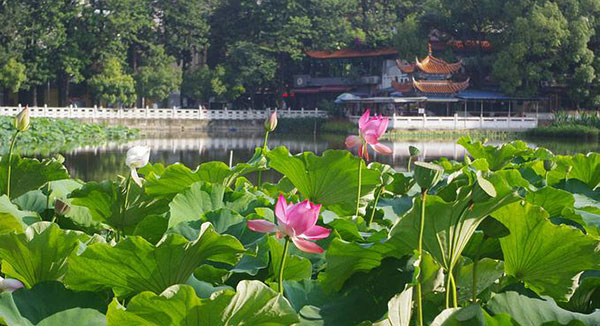 �����@���Ό���