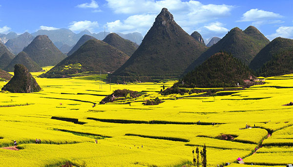 �����i��ւ��j�i�؂̉Ԕ��j