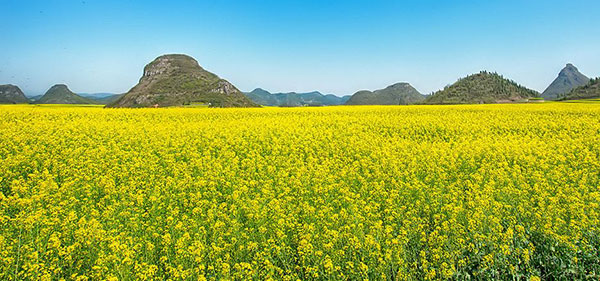 �����i��ւ��j�i�؂̉Ԕ��j