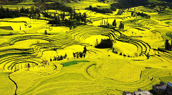 �����i��ւ��j�i�؂̉Ԕ��j