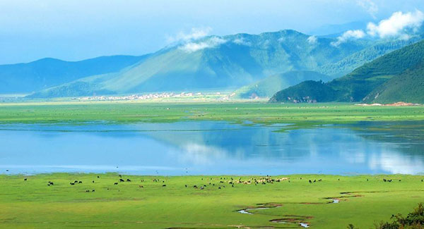 �V�����O���� �i�p�C